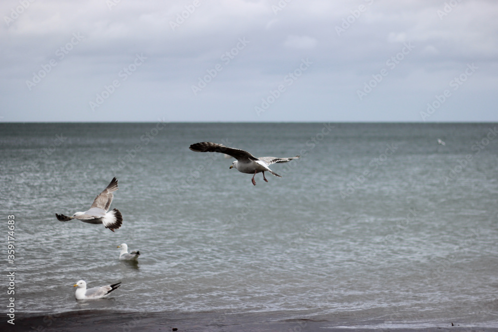 Seagulls in flight over the sea Seagulls in flight over the sea