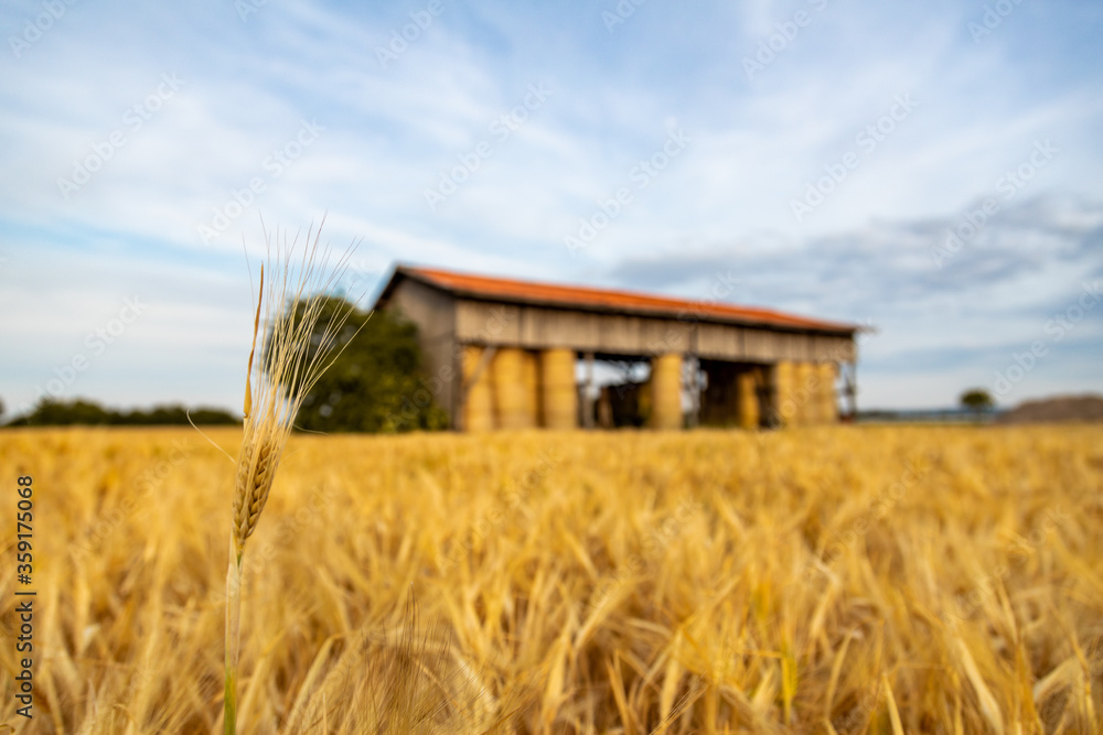 blurred summer wheat field with open barn house and stacked straw bales in background blurred summer wheat field with open barn house and stacked straw bales in background