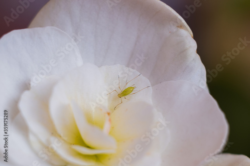 close-up photo of an insect