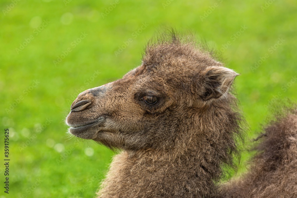 Close up portrait of a young two-humped camel sitting on ground. Detail of head with brown hair. Blurry green grass in the background.