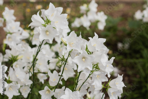 Beautiful delicate white bell flowers photo