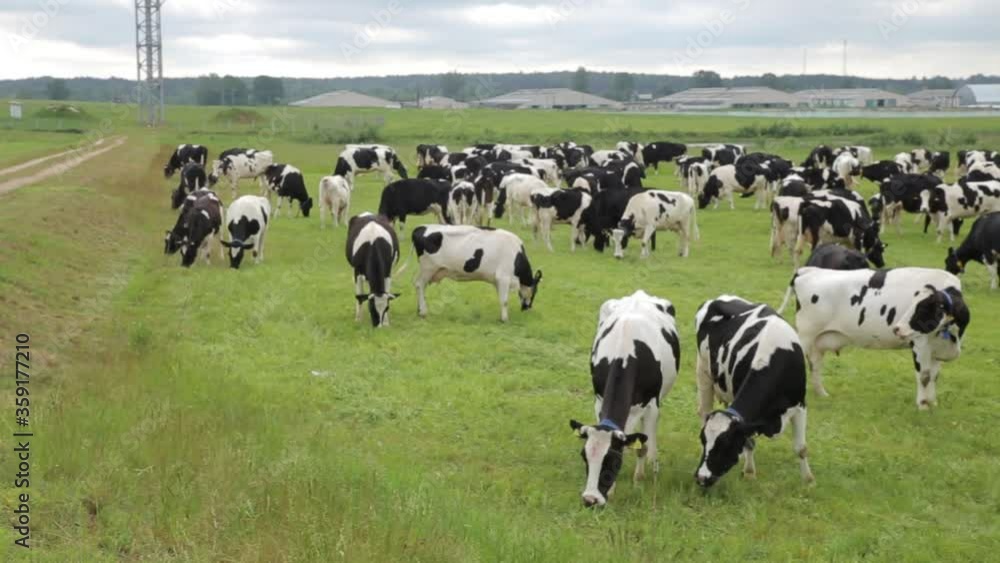 A herd of cows grazes in the meadow A herd of cows grazes in the meadow
