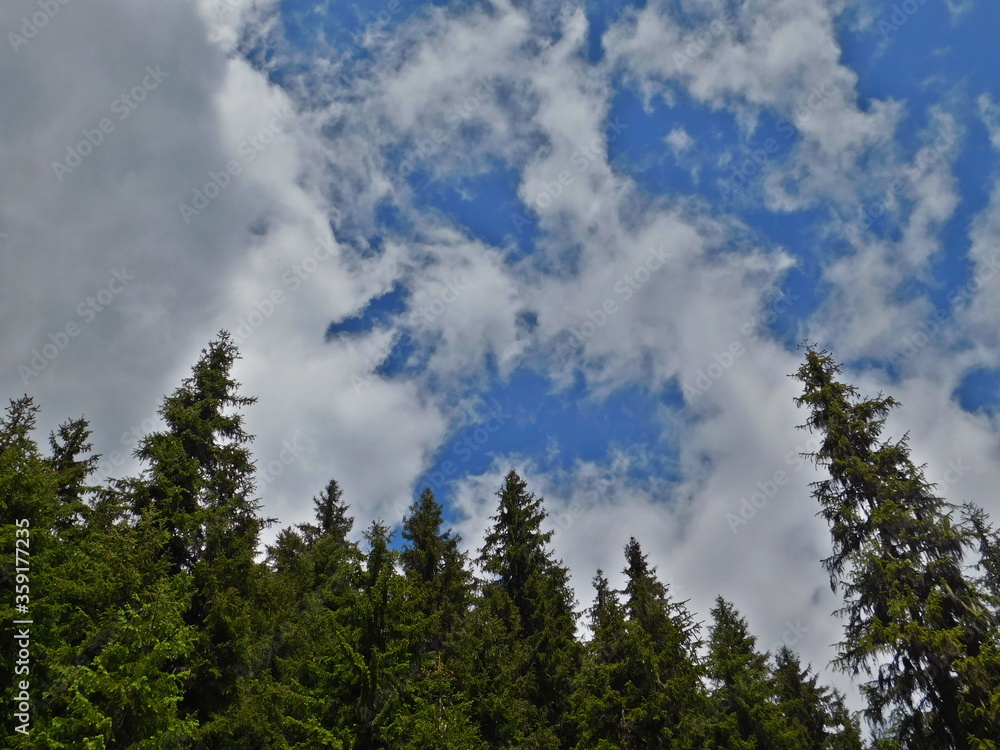 Lost in forest. Cloudy sky. Mountain landscape. Cloudy sky with trees picture. Lost in forest. Cloudy sky. Mountain landscape. Cloudy sky with trees picture.