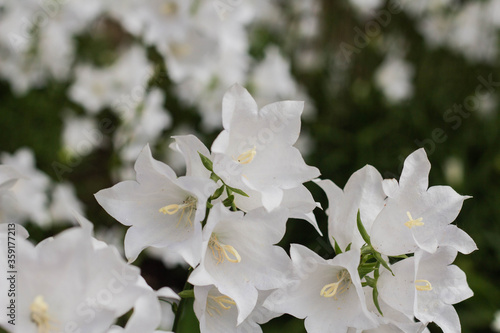 Beautiful delicate white bell flowers photo