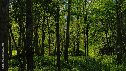Lush green spring forest in the flemish countryside, Vinderhoute, Belgium 