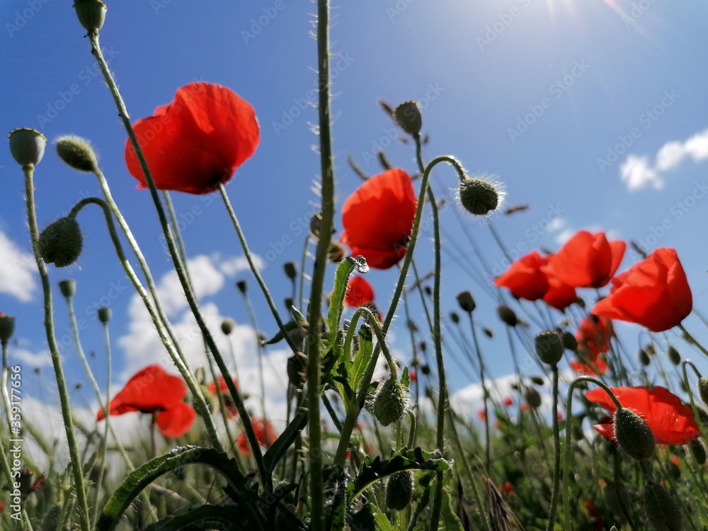Fototapeta premium Klatschmohn auf einem Feld