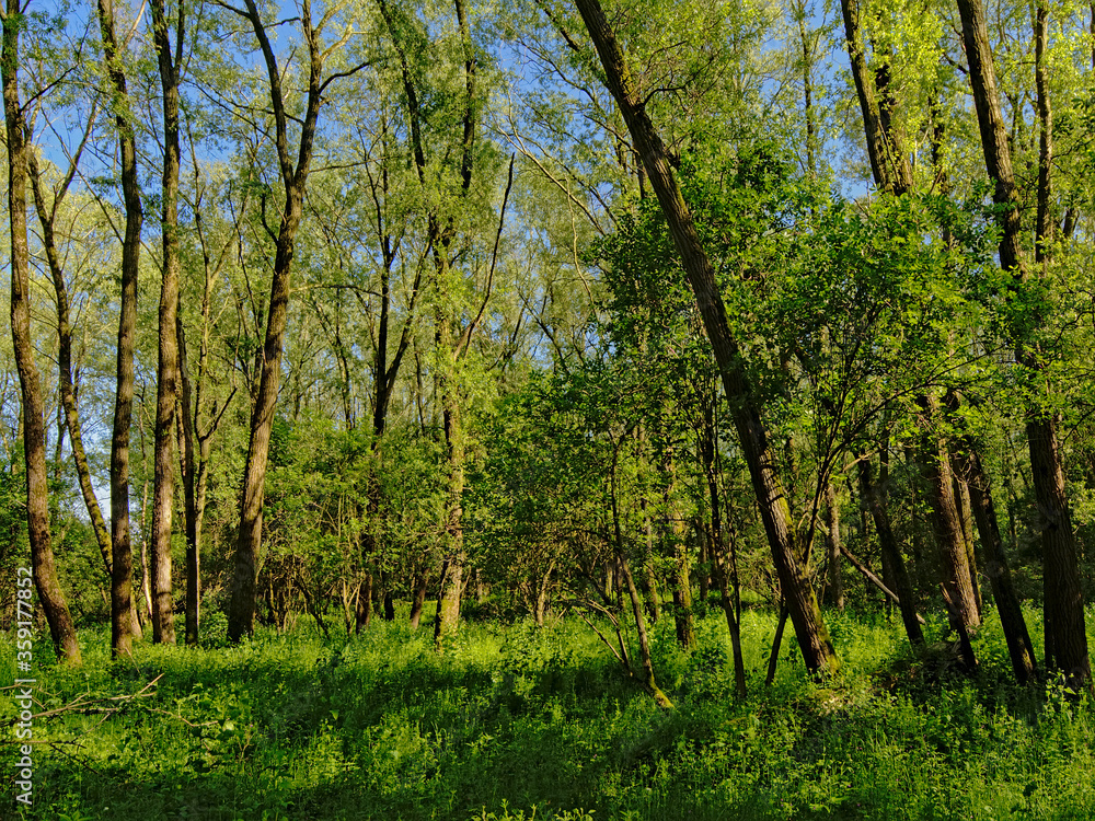 Dense young spring forest in the flemish countryside, Vinderhoute, Belgium 