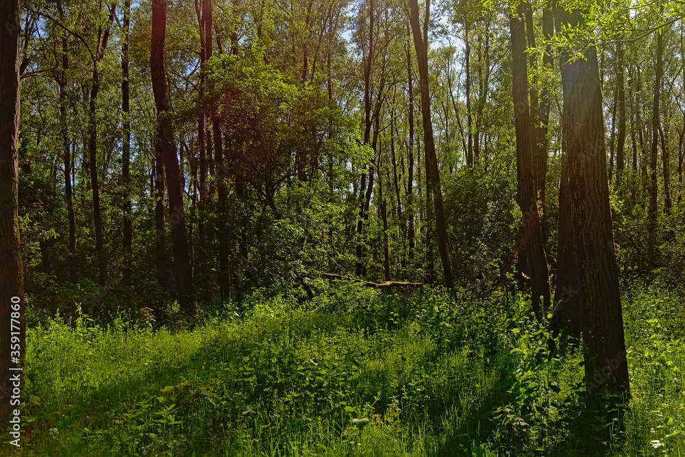 Fototapeta premium Mysterious light shining through tree trunks in a forest in Durmmeersen nature reserve, Vinderhoute, Belgium 