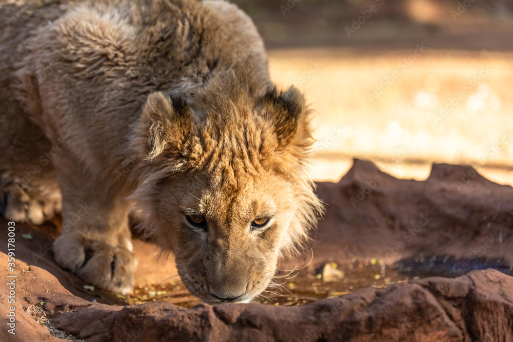 Lions drinking water. Portrait of African lion, Panthera leo, detail of big animals, Kruger National Park. Lions drinking water. Portrait of African lion, Panthera leo, detail of big animals, Kruger National Park.