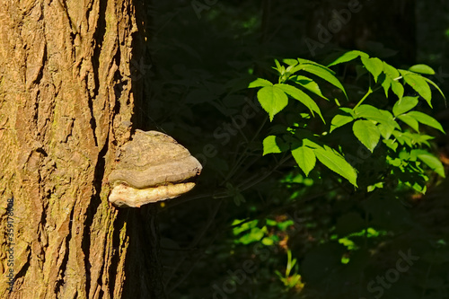 Tree trunk with tinder fungus and sunny green leafs. photo