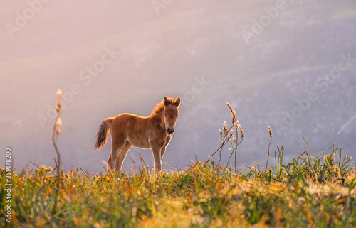 lindo cavalo potro selvagem nas montanhas