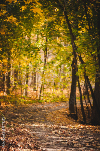  golden autumn forest, road in the forest © KseniyaK