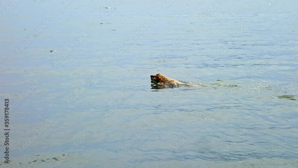 Floating dog in the lake Floating dog in the lake
