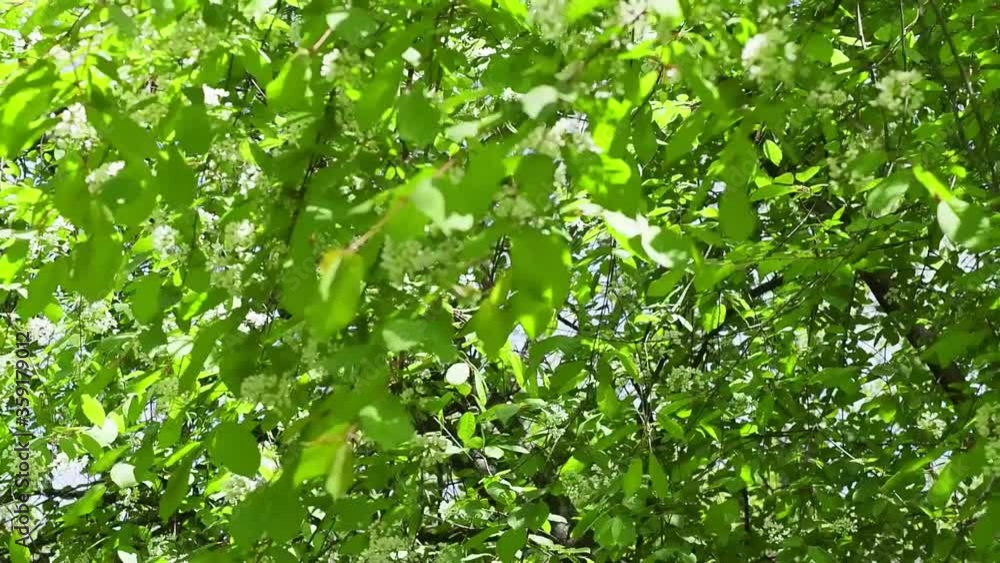 Tree's branches with fresh green leaves in breeze. Lookup view in summer forest. Tree's branches with fresh green leaves in breeze. Lookup view in summer forest.