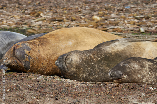 Southern Elephant Seals (Mirounga leonina) hauled out to moult on the coast of Carcass Island in the Falkland Islands. photo