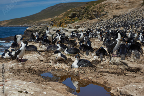 Large breeding colony of Imperial Shag (Phalacrocorax atriceps albiventer) on the coast of Carcass Island in the Falkland Islands.