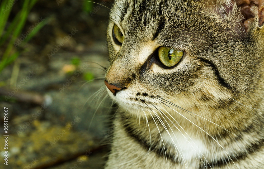 Close up portrait of a cat