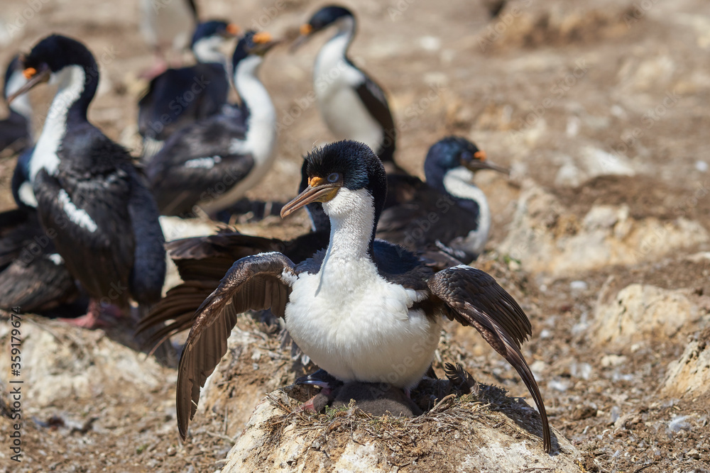 Large breeding colony of Imperial Shag (Phalacrocorax atriceps albiventer) on the coast of Carcass Island in the Falkland Islands. Large breeding colony of Imperial Shag (Phalacrocorax atriceps albiventer) on the coast of Carcass Island in the Falkland Islands.