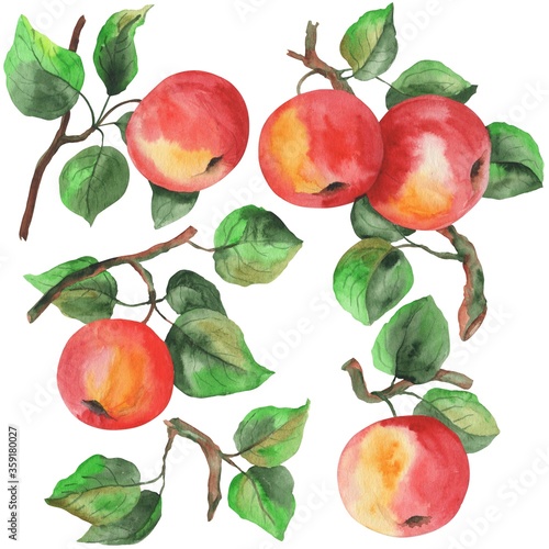 watercolor illustration, set, ripe apples on branches with green leaves, isolate on a white background
