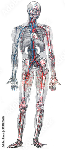 Human anatomy body with circulatory system (blood circulation) / vintage illustration from Brockhaus Konversations-Lexikon 1908 photo