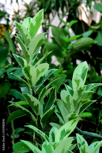 close up of green leaves