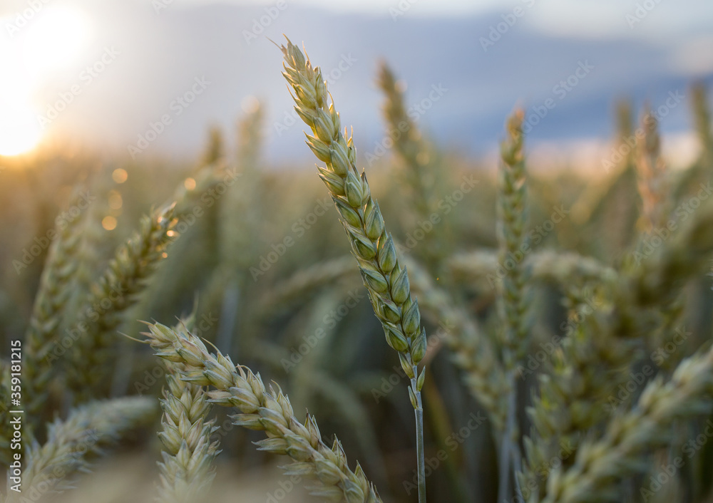 Fototapeta premium Green wheat plant on sunny day