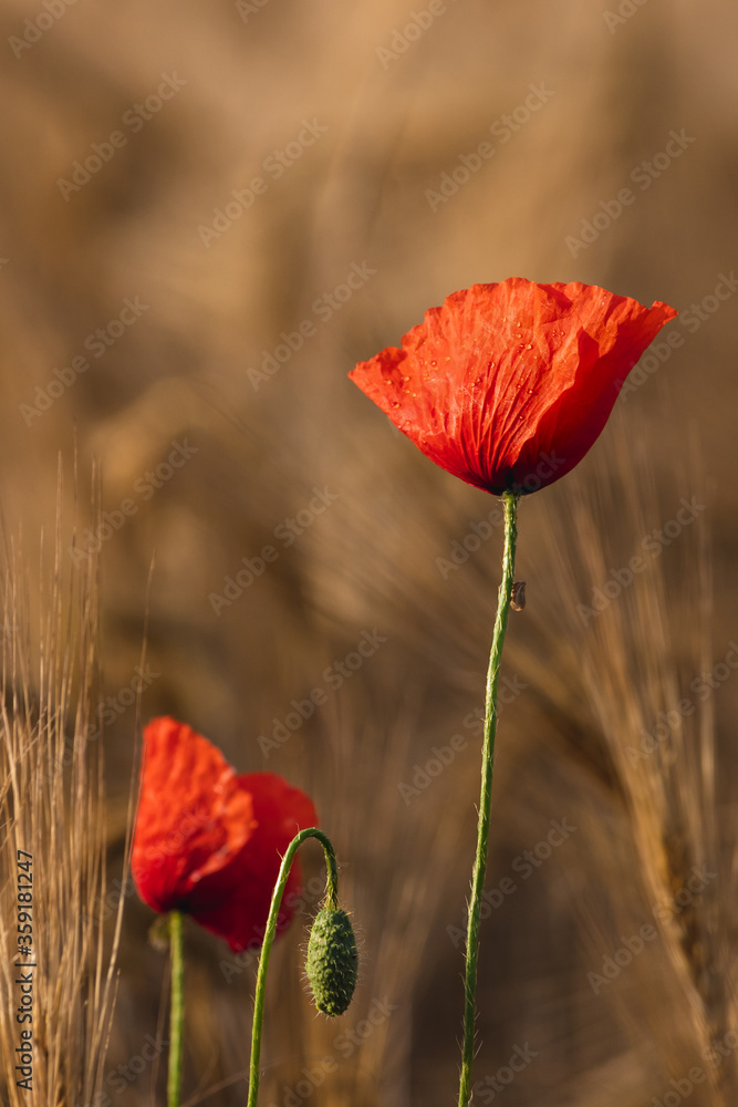 Obraz premium Two poppies sorruended by wheat shoots - close up vertical summer landscape
