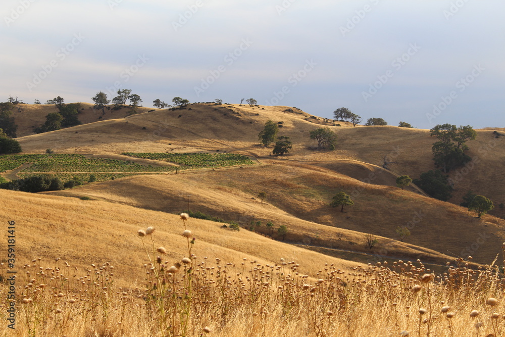 Fototapeta premium landscape with golden hills
