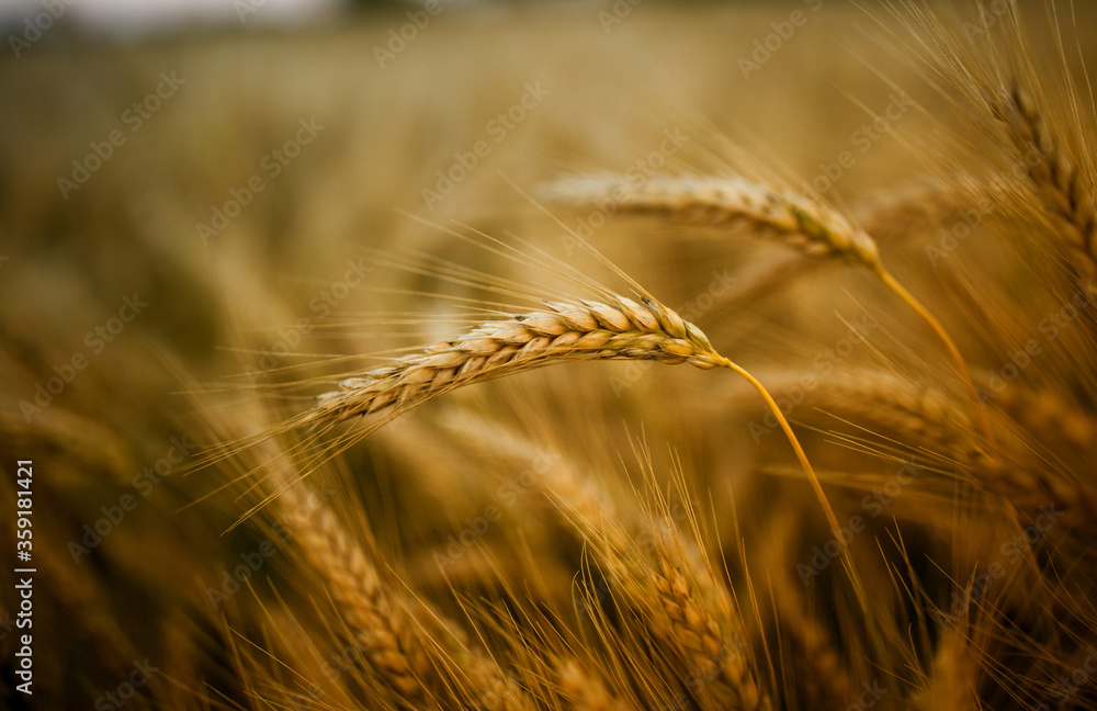Golden barley crop before harvest