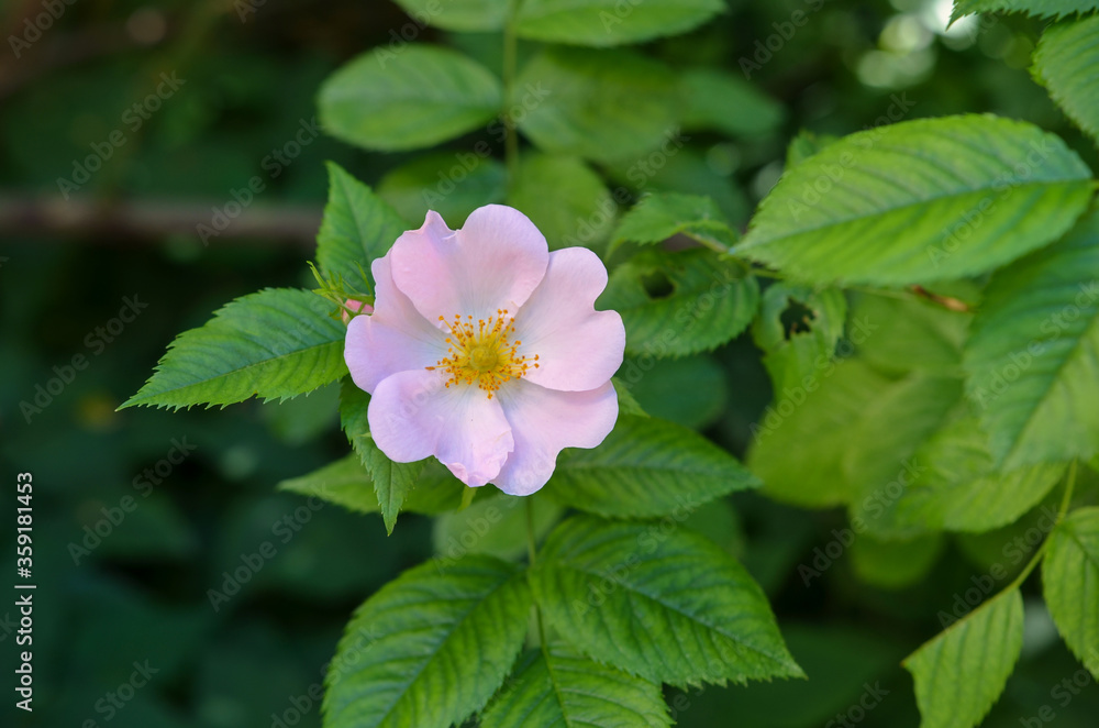 White-pink flower with green leaves, nature, beautiful flower with yellow pollen White-pink flower with green leaves, nature, beautiful flower with yellow pollen