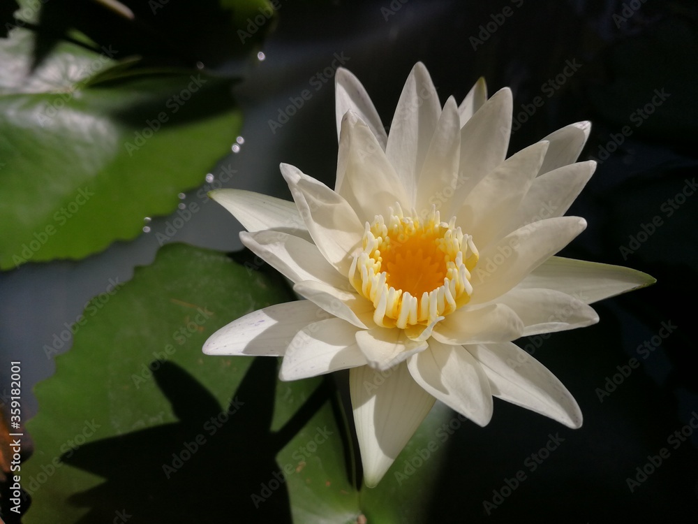 White Water Lily blooming in the pond.