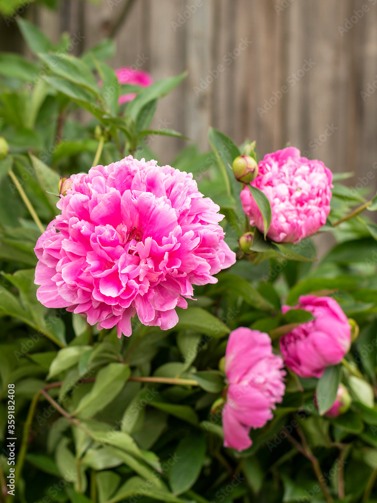 peonies flowers blooming in the garden.