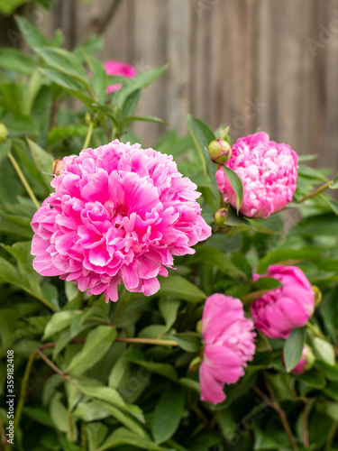 peonies flowers blooming in the garden.