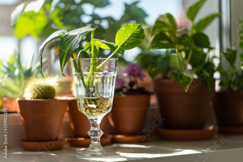 Young sprouts of Golden pothos / Epipremnum aureum with root in transparent wineglass and houseplants in terracotta clay plant pot on windowsill at home. Sun light. Indoor garden.  © DimaBerlin