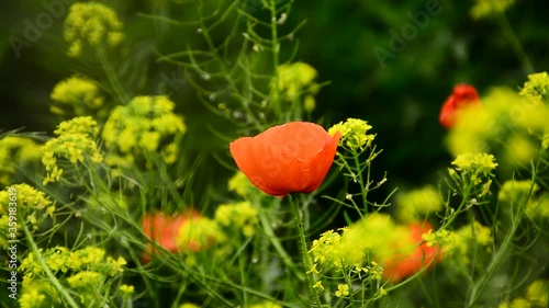 Wallpaper Mural Beautiful red poppies sway in the wind Torontodigital.ca