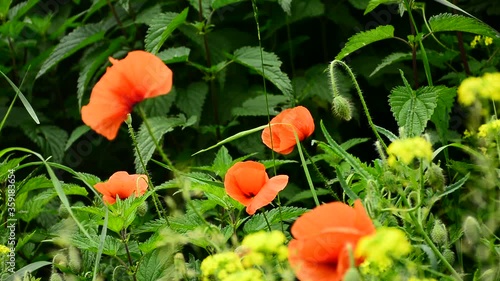 Wallpaper Mural Beautiful red poppies sway in the wind Torontodigital.ca