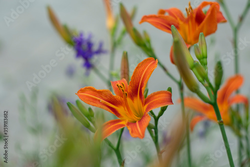 Orange lilies on a gray background