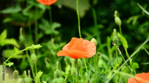 Wallpaper Mural Beautiful red poppies sway in the wind Torontodigital.ca