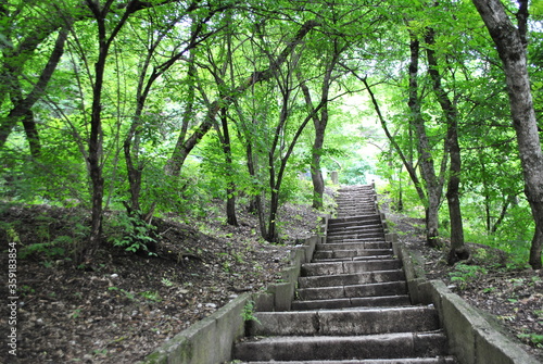 stairway to the forest