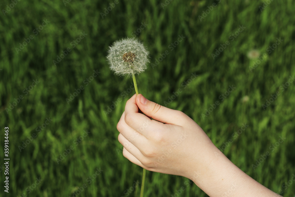 Fototapeta premium The Kids Hand with the White Dandelion in the Park