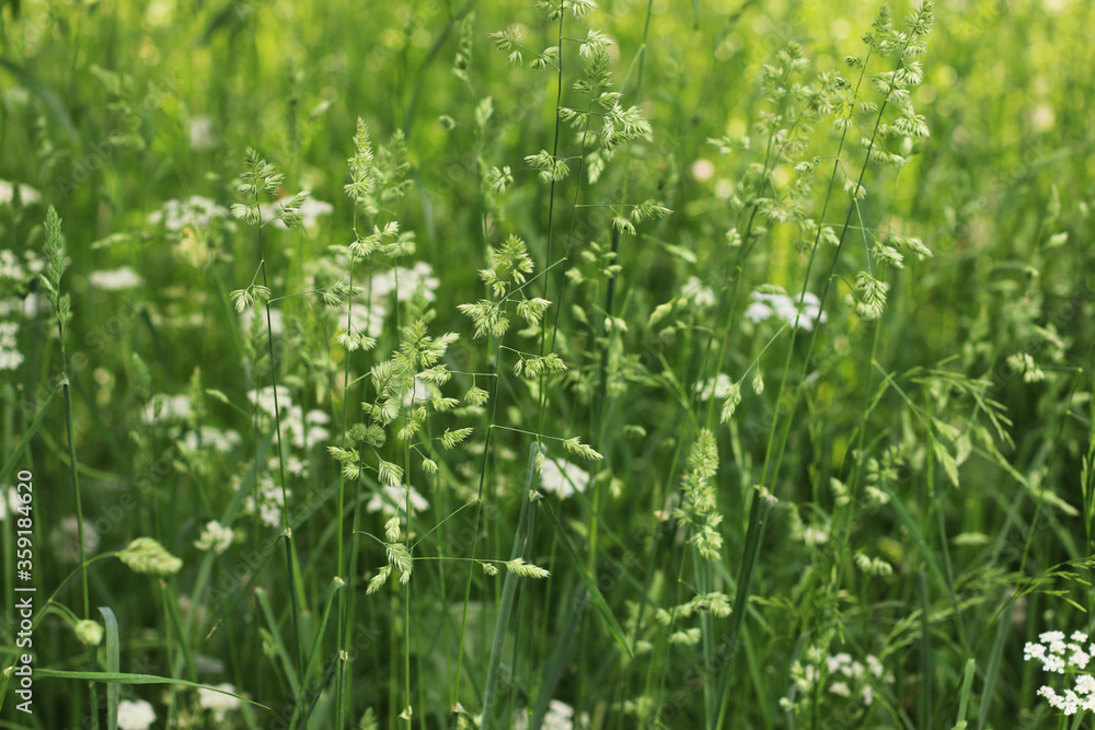 The Green Texture of the Meadow Grass