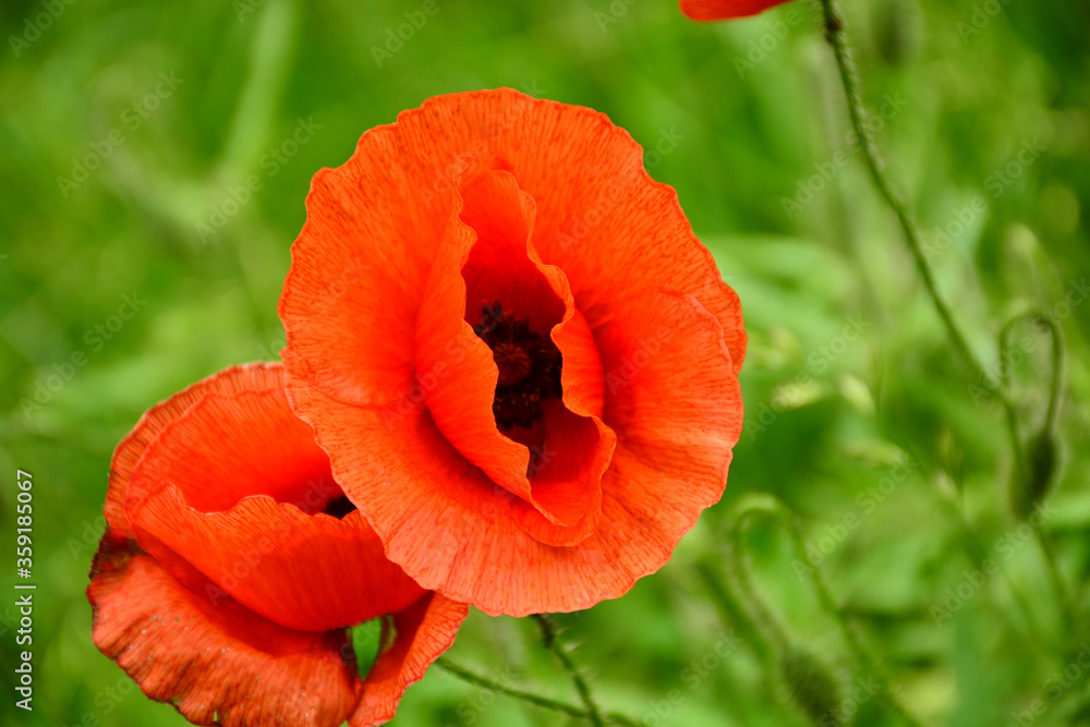 Beautiful red poppies in the green grass Beautiful red poppies in the green grass