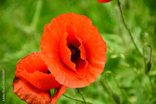Wallpaper Mural Beautiful red poppies in the green grass Torontodigital.ca