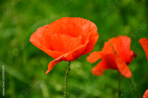 Wallpaper Mural Beautiful red poppies in the green grass Torontodigital.ca