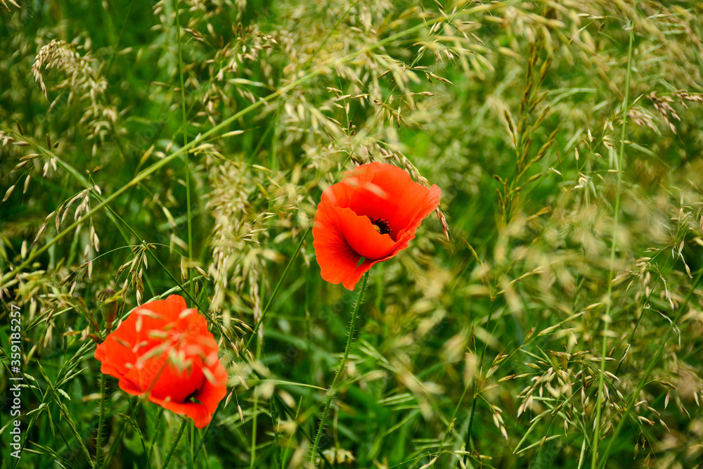 Beautiful red poppies in the green grass Beautiful red poppies in the green grass