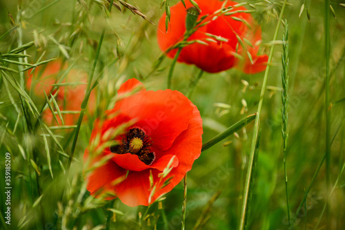 Wallpaper Mural Beautiful red poppies in the green grass Torontodigital.ca