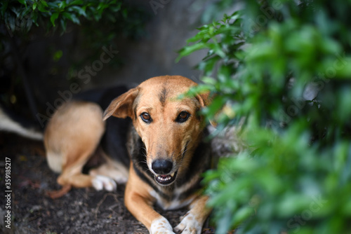 A brown and black dog resting under the green bush in a sunny hot day. © Pattadis