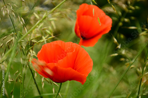 Wallpaper Mural Beautiful red poppies in the green grass Torontodigital.ca