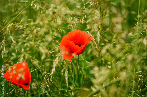 Wallpaper Mural Beautiful red poppies in the green grass Torontodigital.ca