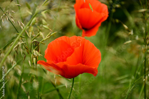 Wallpaper Mural Beautiful red poppies in the green grass Torontodigital.ca